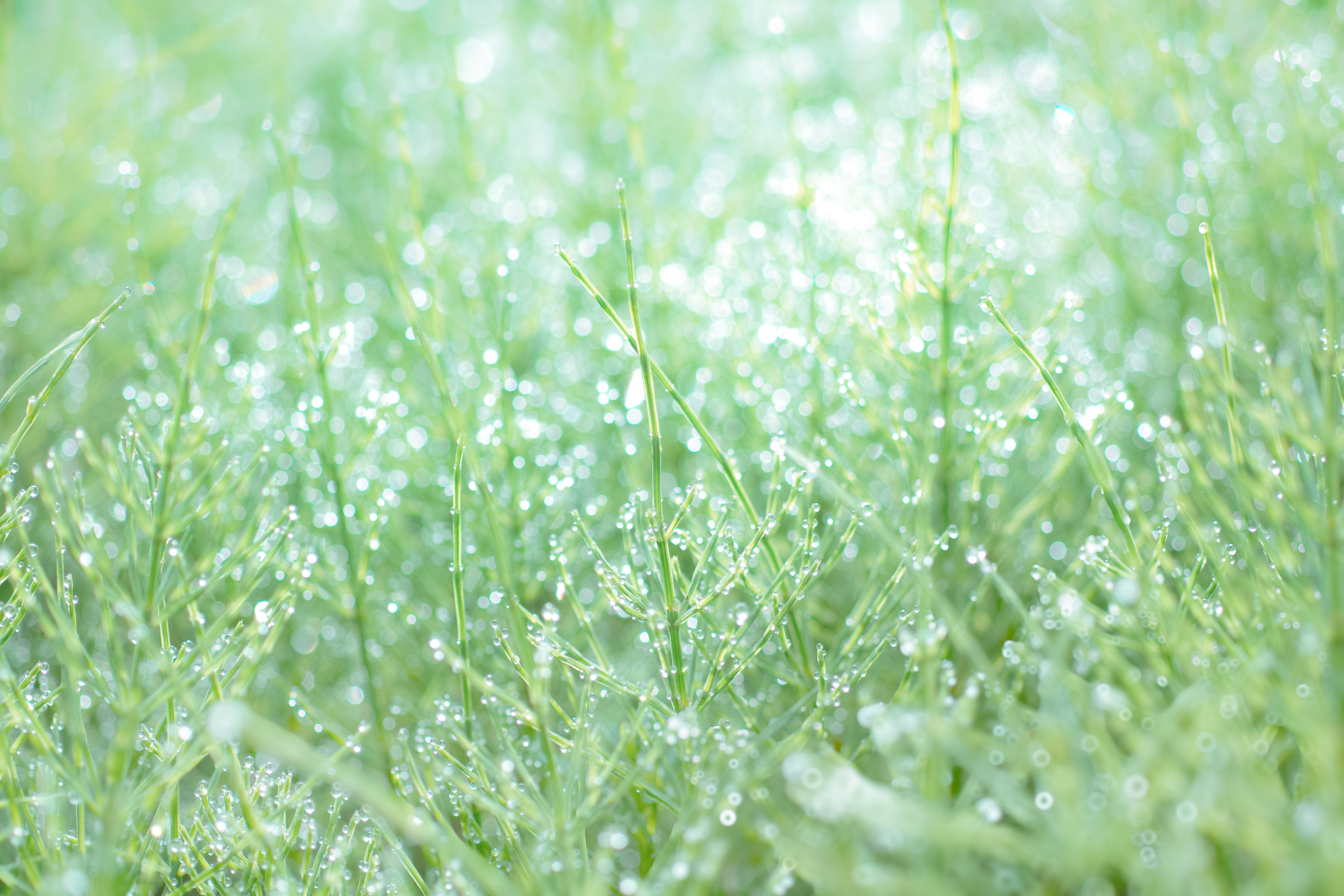上原林業の歴史