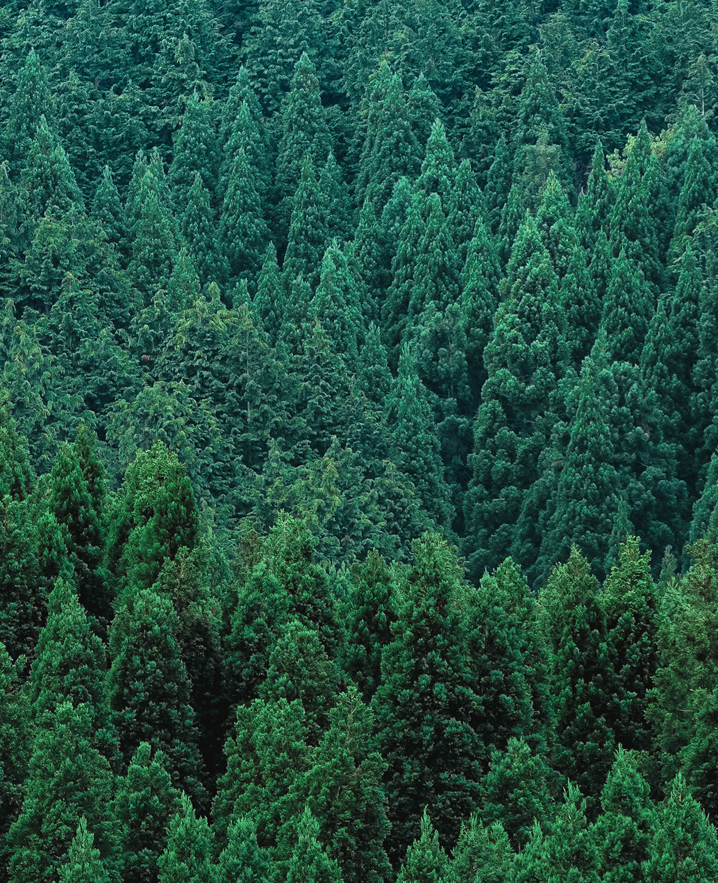 上原林業の家づくり